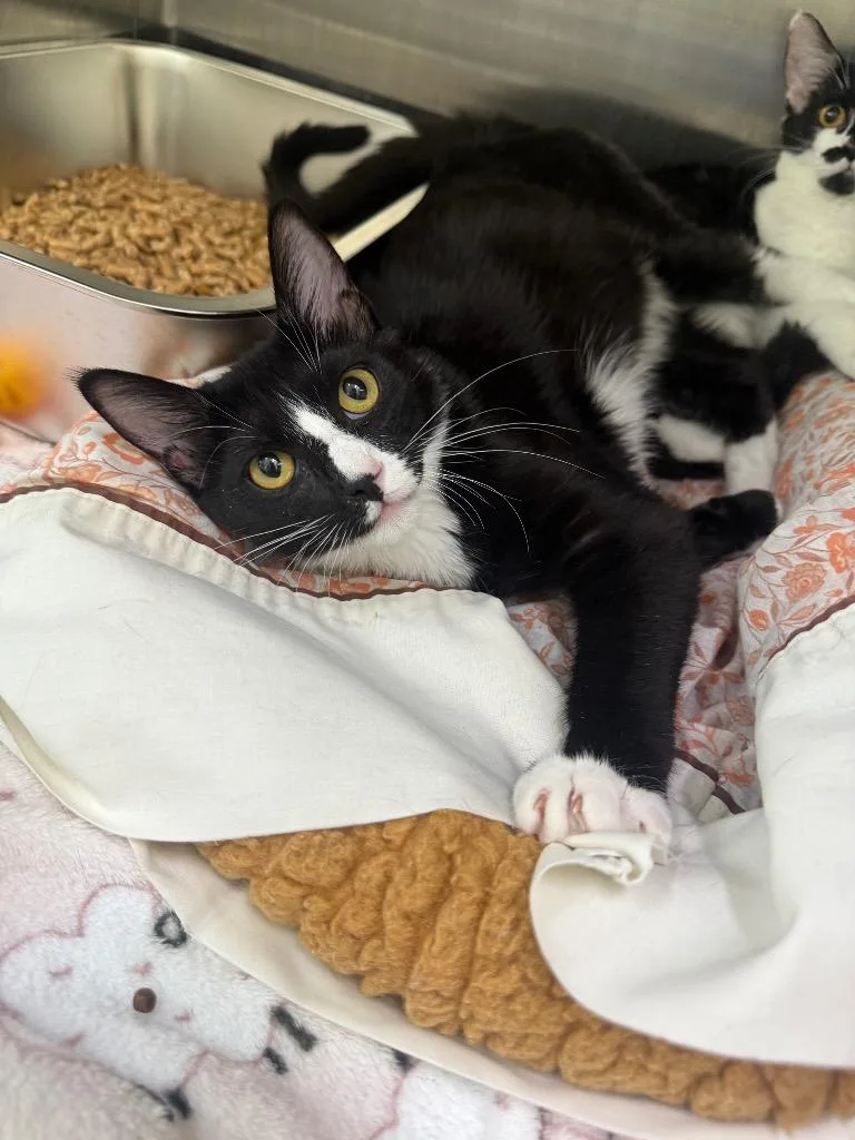 A baby medium-sized male Domestic Short Hair cat named Archie for adoption in Peoria, AZ