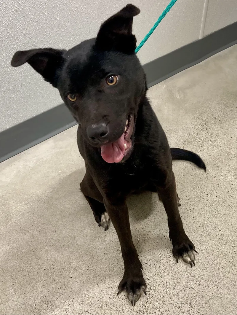 An adult medium-sized female Black Australian Shepherd dog named Skye for adoption in Sandusky, MI
