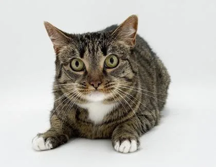 A senior medium-sized female Domestic Short Hair cat named Lola Bonded w for adoption in Bowling Green, KY