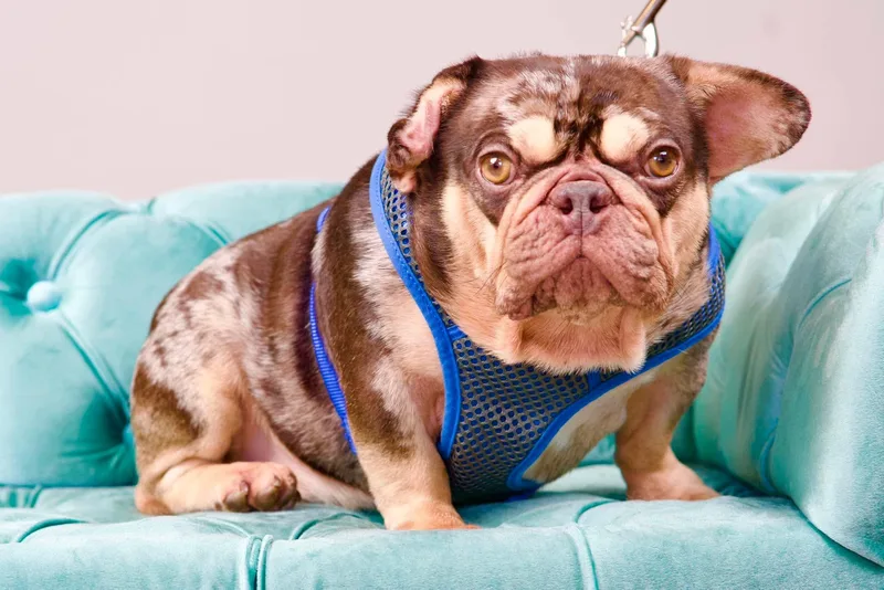 An adult small-sized male Merle (Blue) French Bulldog dog named Gizmo for adoption in Green Bay, WI
