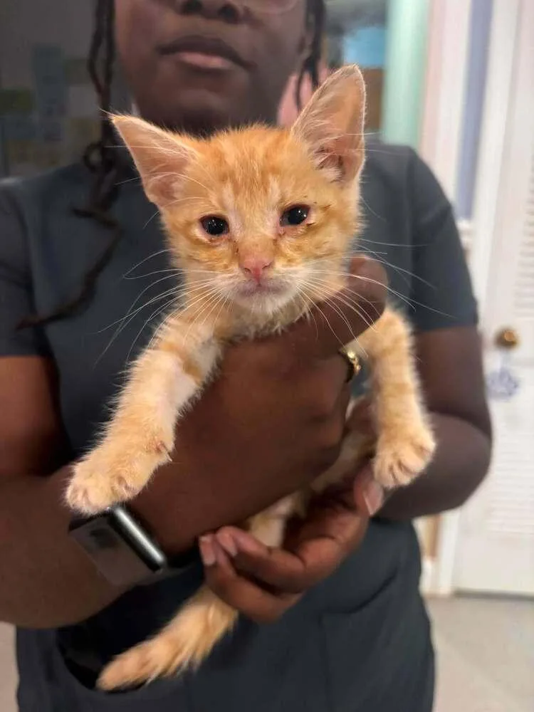 A baby small-sized male Tabby (Orange / Red) Domestic Short Hair cat named General Tso for adoption in Statesboro, GA