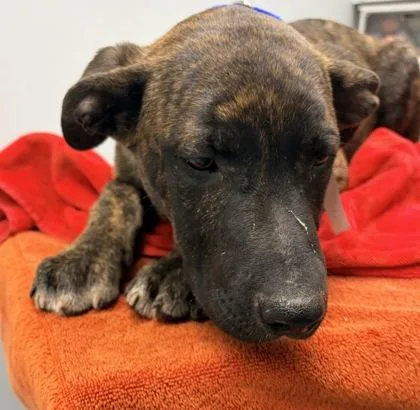 A baby medium-sized male Mixed Breed dog named Eclair FKA Dog for adoption in West Chester, PA