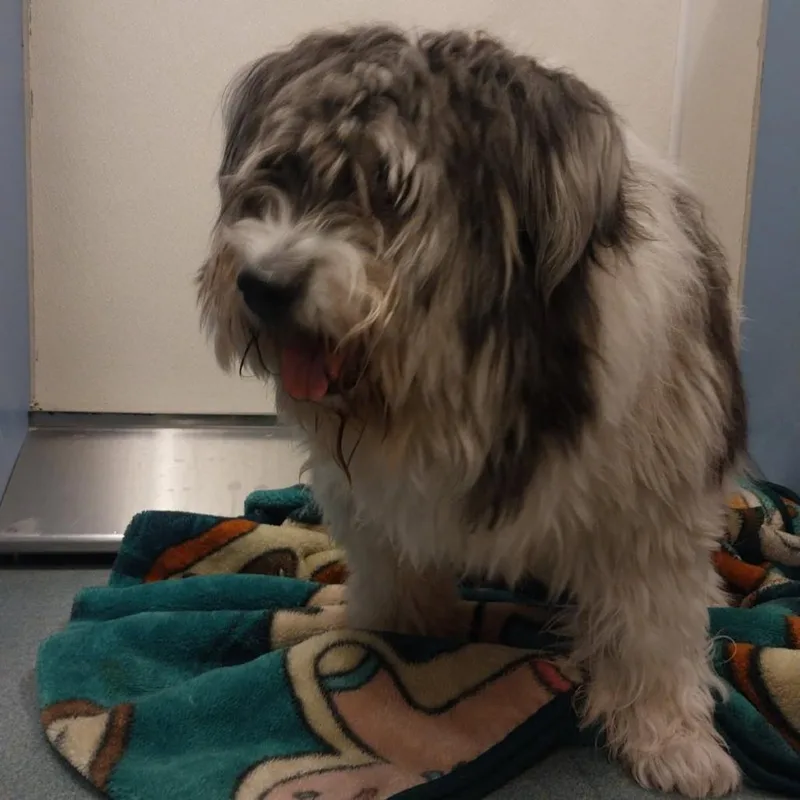 A senior large-sized female Old English Sheepdog dog named Winter for adoption in Edinburg, TX