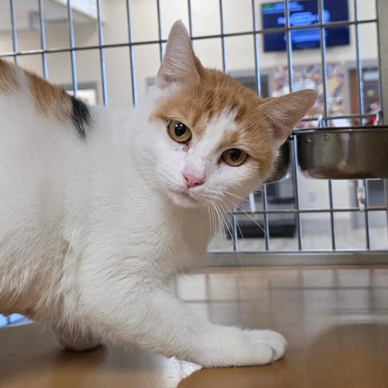 An adult medium-sized female Domestic Short Hair cat named Moon Flower for adoption in Chatham, VA