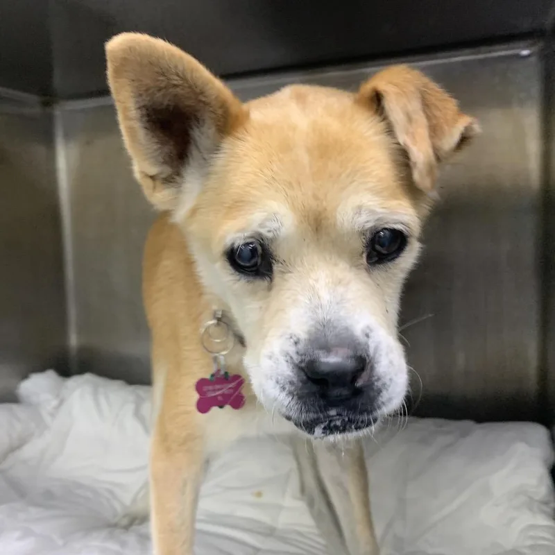 A senior medium-sized male Red / Chestnut / Orange Mixed Breed dog named Gilbert for adoption in LOXAHATCHEE, FL