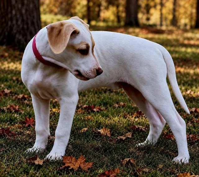 Puppy Lainey Wilson thumbnail 4