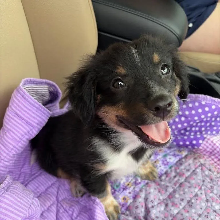 A baby medium-sized male Black Australian Shepherd dog named Oakley Aussie Pup for adoption in Overland Park, KS