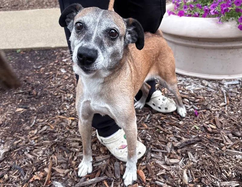 A senior medium-sized female Brindle Australian Cattle Dog / Blue Heeler dog named Cutie Pie for adoption in Columbus, IN