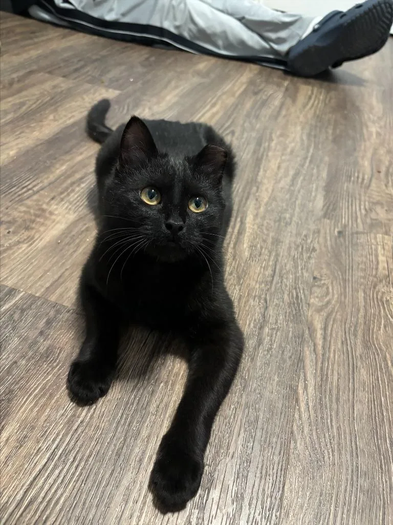 A baby small-sized male Domestic Short Hair cat named Neil for adoption in Hyde Park, NY