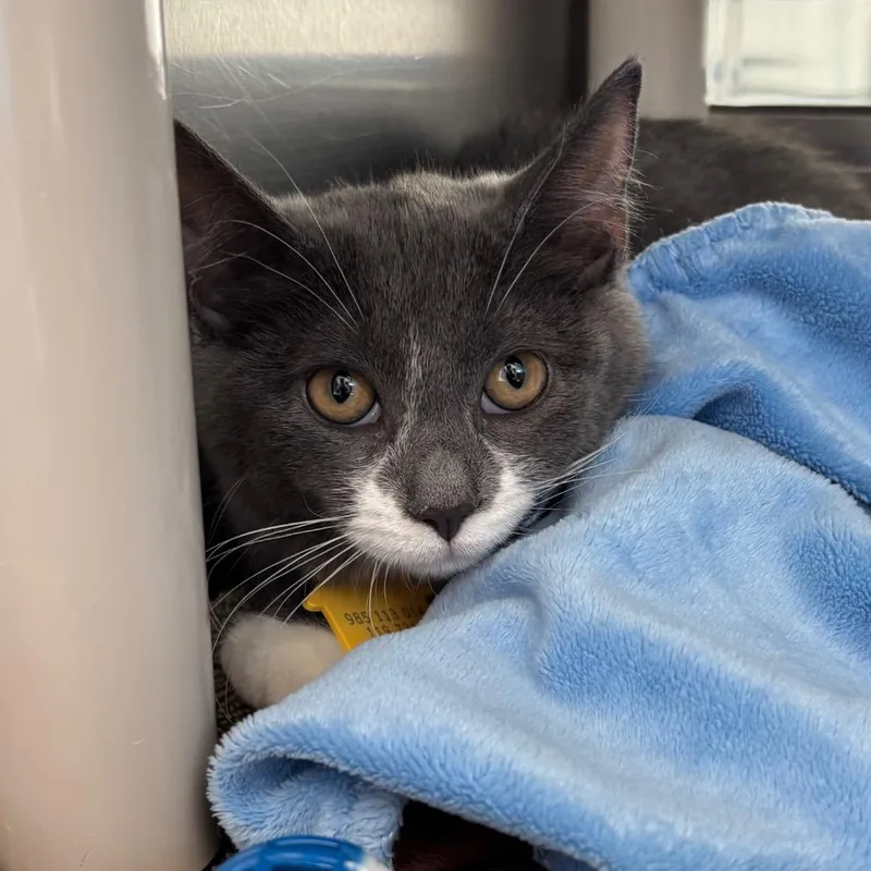A baby small-sized female Gray / Blue / Silver Domestic Short Hair cat named Bialy for adoption in Springfield, MA