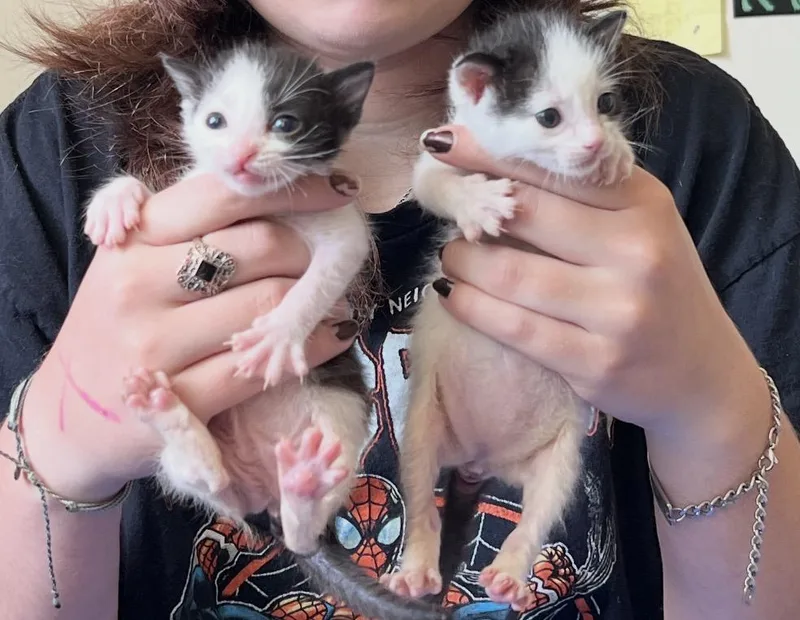 A baby medium-sized female Black & White / Tuxedo Domestic Short Hair cat named Zara and Igor for adoption in Oceanside, CA