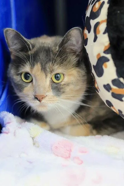 An adult medium-sized female Domestic Short Hair cat named Lulu for adoption in Webster, WI
