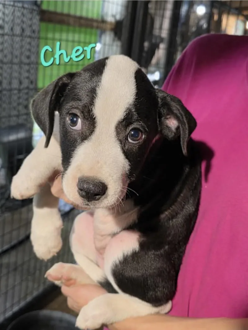 A baby medium-sized female Black Basset Hound dog named Cher for adoption in Watertown, CT