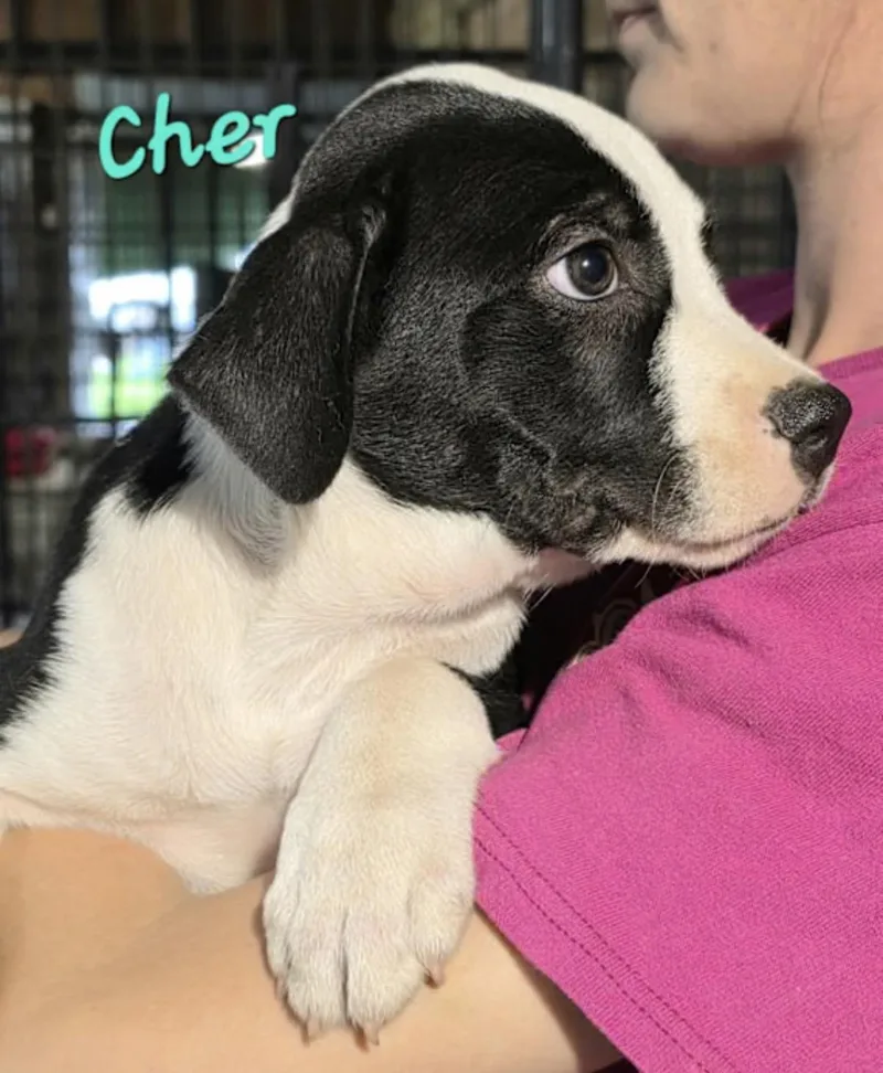 Cher thumbnail 2