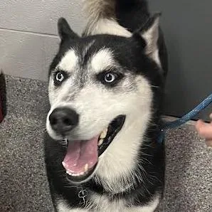 Kodiak
