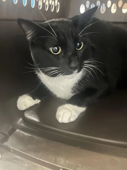 An adult medium-sized male Domestic Short Hair cat named Joey for adoption in Largo, FL