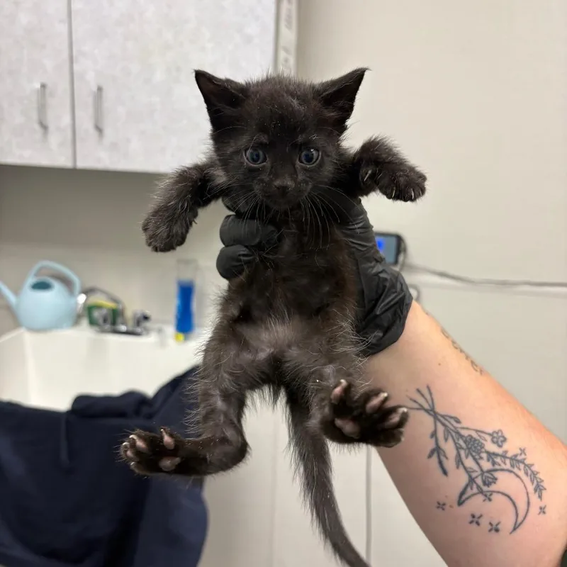 A baby small-sized female Black Domestic Short Hair cat named Jamie for adoption in Columbiana, AL