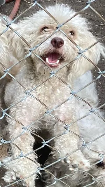 A young small-sized male Poodle dog named Bobby for adoption in Dallas, TX