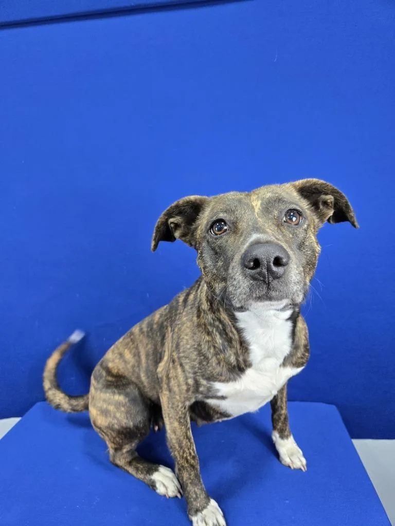 Sweet Tart thumbnail 2