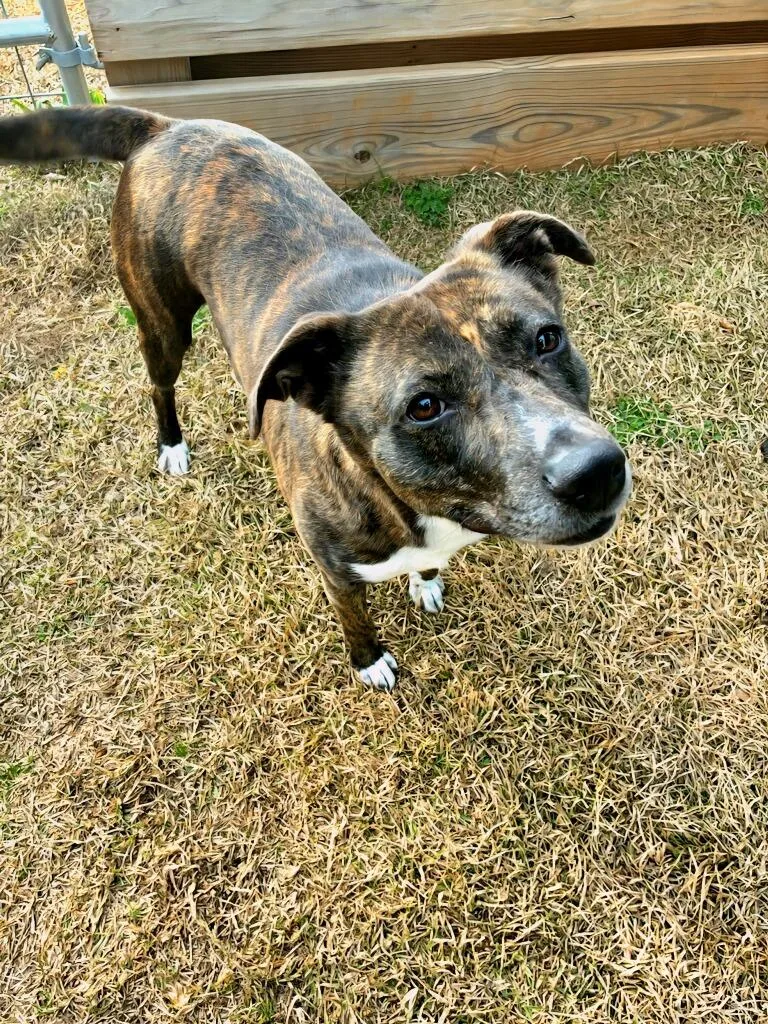 Sweet Tart thumbnail 4