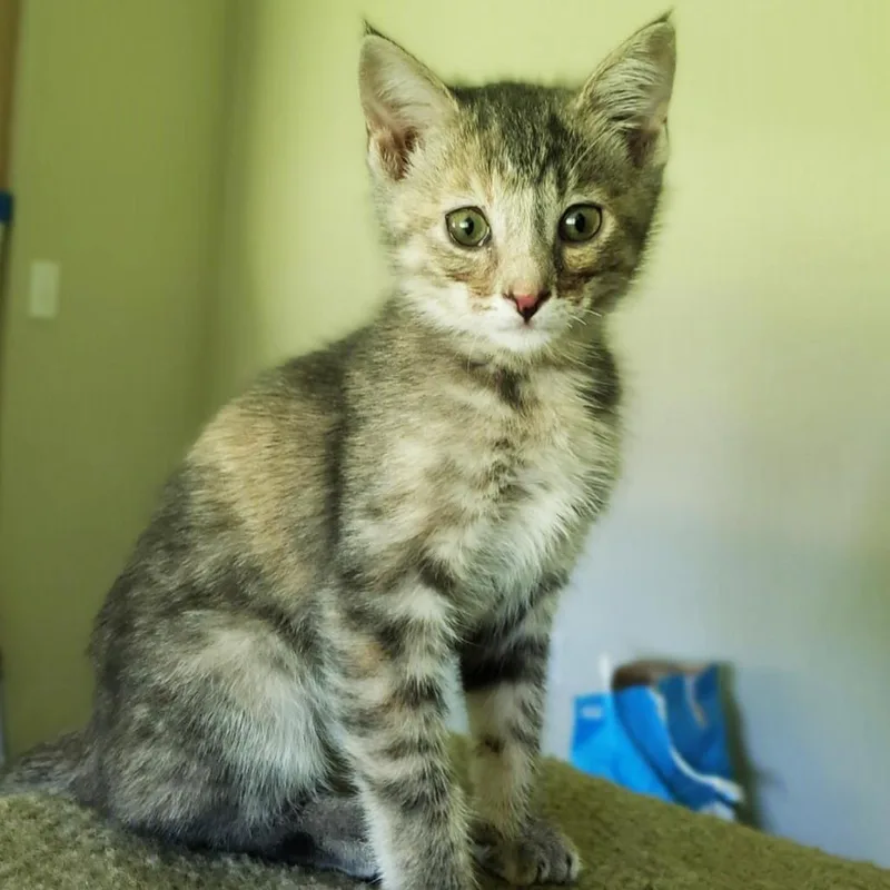 A baby small-sized female Tortoiseshell Domestic Short Hair cat named Donna for adoption in Brighton, MO