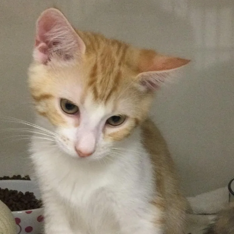 A baby small-sized male Orange / Red Domestic Short Hair cat named Clyde for adoption in Redwood City, CA
