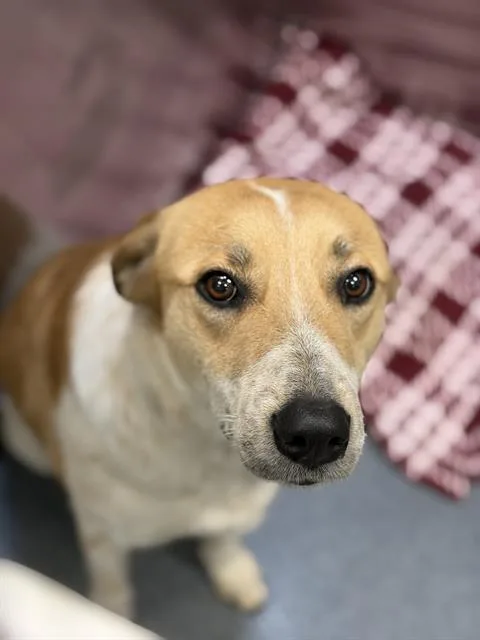 A young large-sized female Mixed Breed dog named Georgia for adoption in Dallas, TX