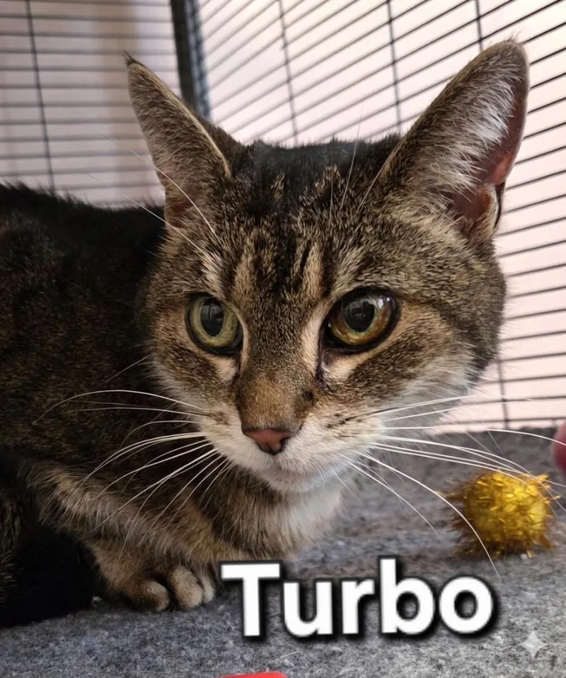 A young medium-sized male Domestic Short Hair cat named Turbo for adoption in Rutherfordton, NC