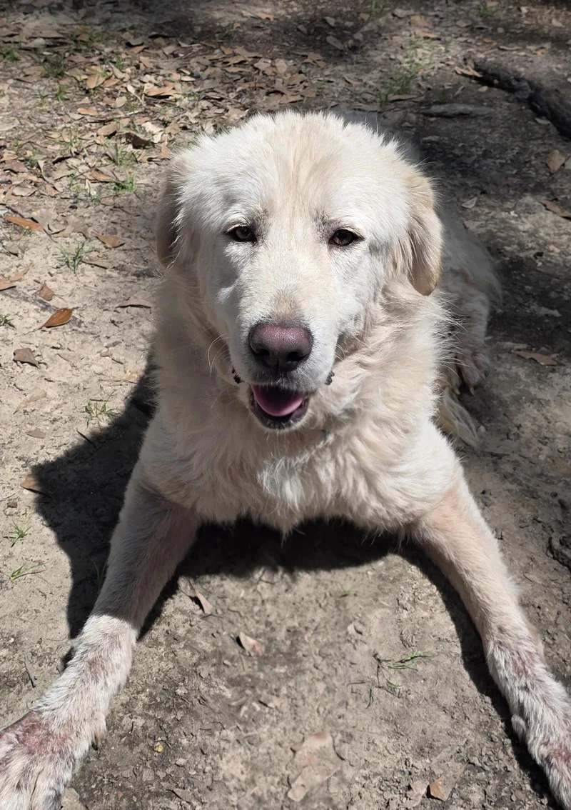 A young large-sized female White / Cream Great Pyrenees dog named Marshmallow for adoption in Spring, TX