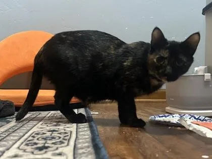 An adult medium-sized female Tortoiseshell Domestic Short Hair cat named Princess Donut for adoption in Neenah, WI