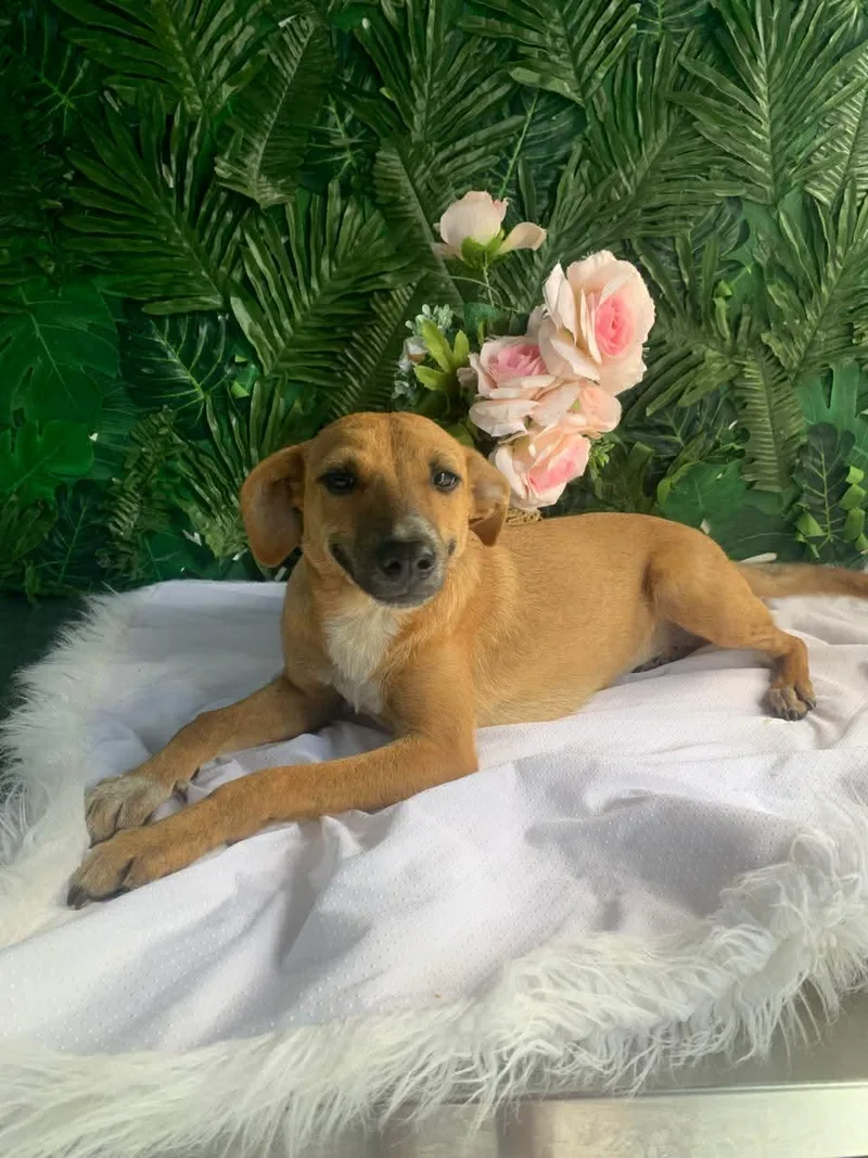 A baby medium-sized female Golden Mixed Breed dog named Brooke for adoption in Richmond, VA