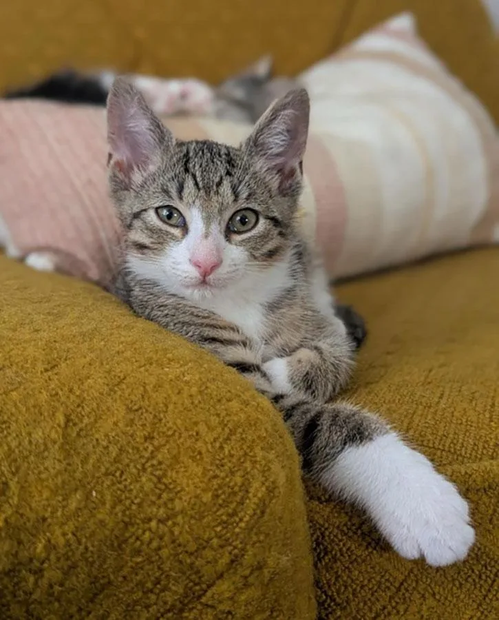 A baby small-sized male Domestic Short Hair cat named Earl Grey for adoption in Bowie, MD
