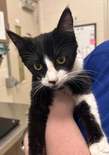 An adult medium-sized female Domestic Short Hair cat named Guinevere for adoption in Fishers, IN