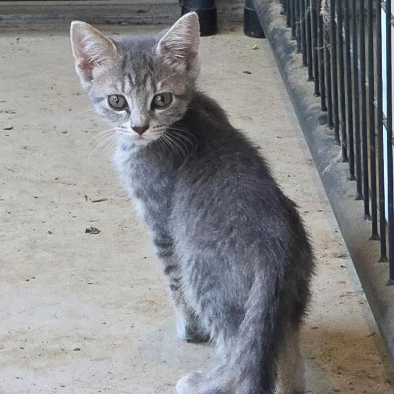 A baby small-sized female Gray / Blue / Silver Domestic Short Hair cat named Curiosity for adoption in Brownsboro, AL