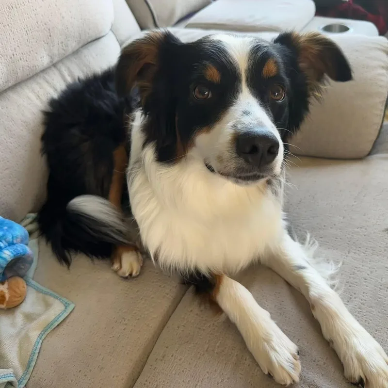 A young medium-sized male Australian Shepherd dog named Orbit for adoption in McHenry, IL