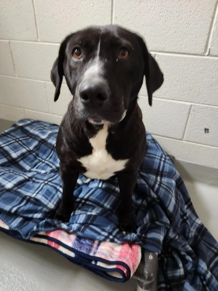 An adult large-sized female Labrador Retriever dog named Ann Marie for adoption in Greeneville, TN