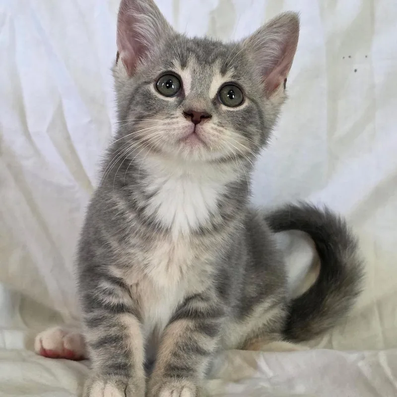A baby small-sized female Gray / Blue / Silver Domestic Short Hair cat named Bluebell for adoption in Granville, OH