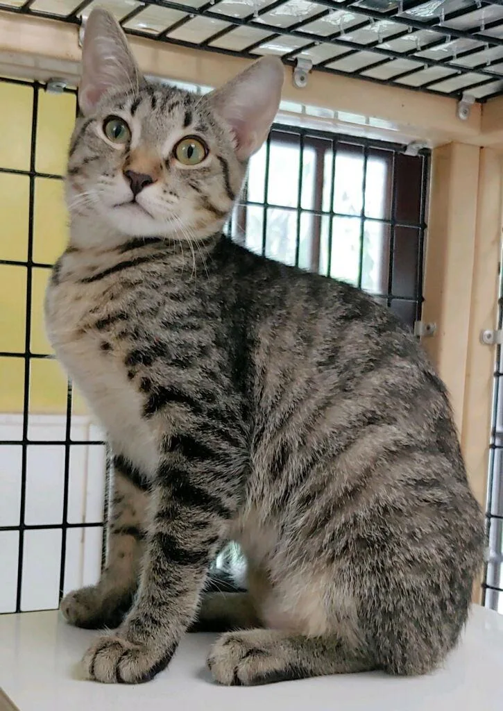 A young medium-sized female Domestic Short Hair cat named Kelda for adoption in Pompano Beach, FL