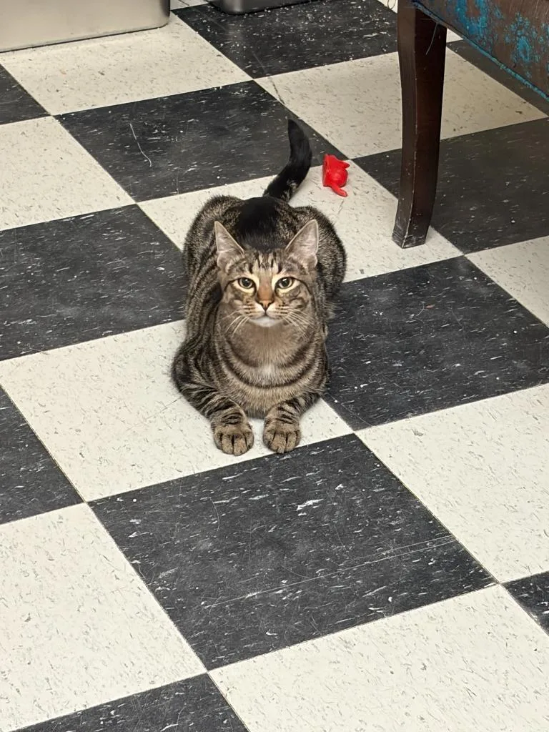 A young medium-sized male Tabby (Brown / Chocolate) American Shorthair cat named Ocelot for adoption in Perry, GA