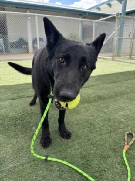 An adult large-sized female German Shepherd Dog dog named Harlee for adoption in Chatsworth, CA