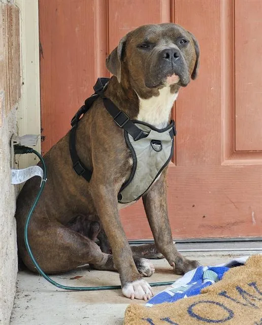 A young medium-sized male American Staffordshire Terrier dog named Cayenne Pepper for adoption in San Antonio, TX