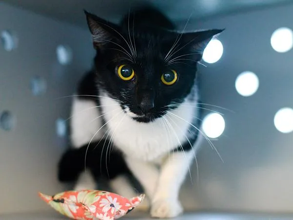 An adult medium-sized female Domestic Short Hair cat named Solar for adoption in Ridgewood, NY