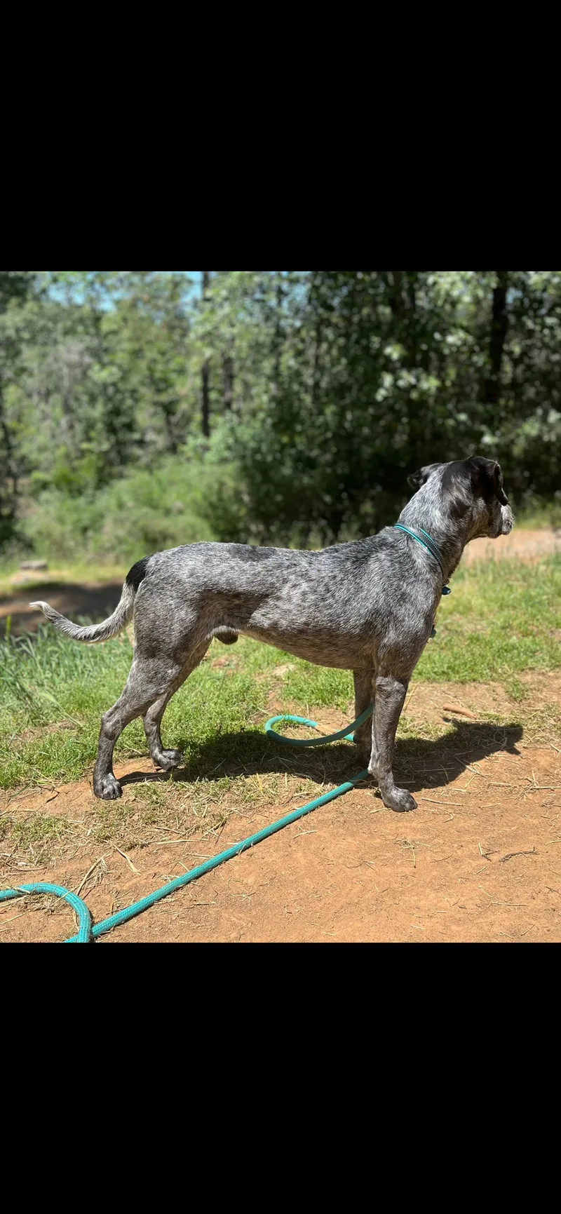 An adult medium-sized male Black German Shorthaired Pointer dog named Bark Twain for adoption in Sonora, CA