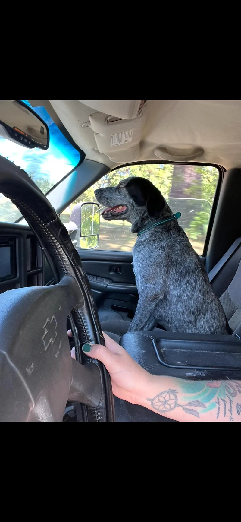 Bark Twain thumbnail 3