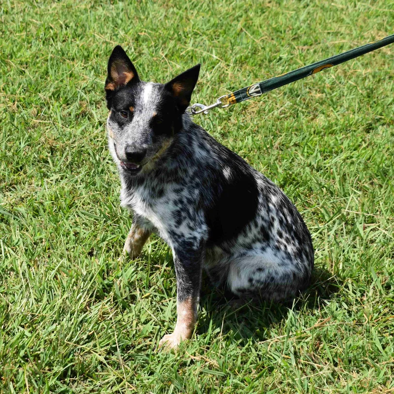An adult medium-sized male Tricolor (Brown, Black, & White) Australian Cattle Dog / Blue Heeler dog named Levi for adoption in Searcy, AR