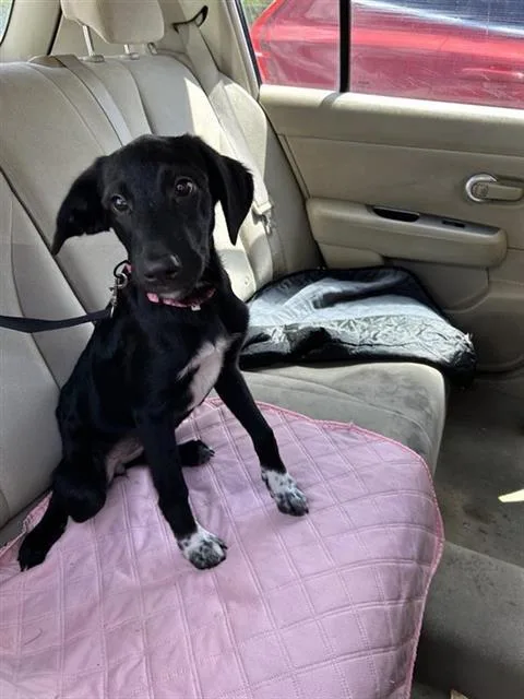 A baby medium-sized female Labrador Retriever dog named Jordan for adoption in San Antonio, TX