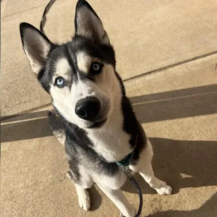 A young medium-sized female Husky dog named Sally for adoption in Palm Harbor, FL