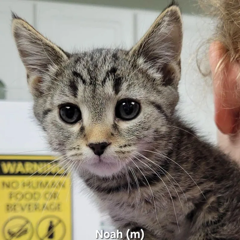 A baby medium-sized male Tabby (Brown / Chocolate) Domestic Short Hair cat named Noah for adoption in Mazon, IL