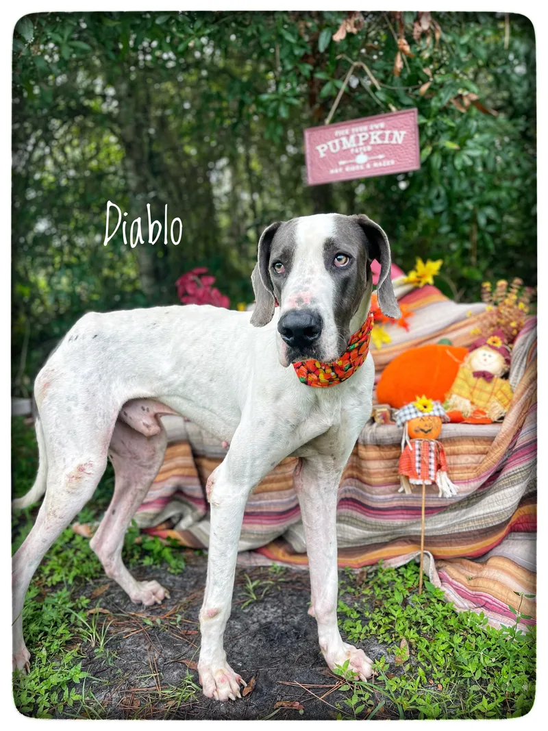 Diablo