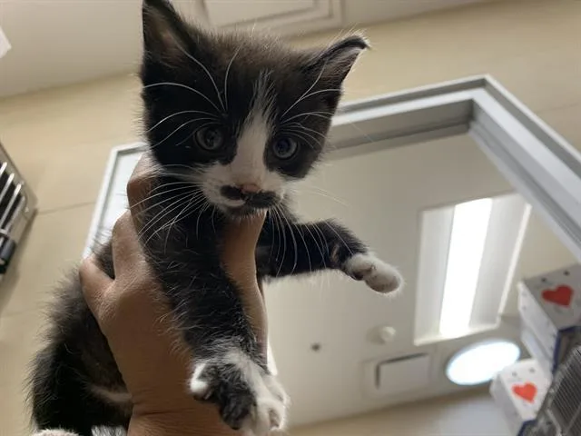 A baby small-sized male Domestic Short Hair cat named Wic for adoption in Grand Prairie, TX